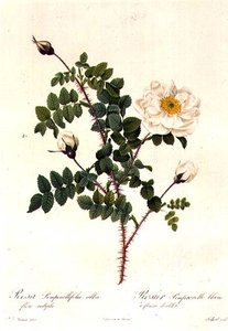 Rosa Pimpinellifolia Alba Flore Multiplei - Pierre Joseph Redouté