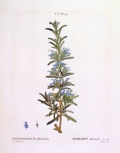Romarin (Rosmarinus officinalis), planche botanique de Henry Louis Duhamel du Monceau par Pierre Joseph Redouté - Pierre Joseph Redouté