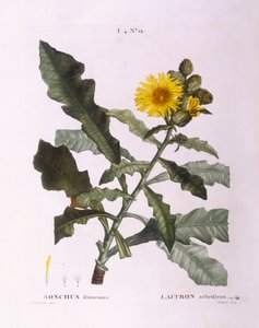 Laitues (Sonchus fruticosus), planche botanique par Pierre Joseph Redouté