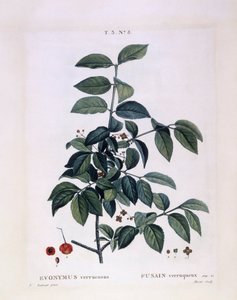 Fusain (Euonymus verrucosus), planche botanique par Pierre Joseph Redouté