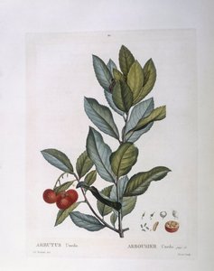 Arbousier (Arbutus unedo), planche botanique par Pierre Joseph Redouté - Pierre Joseph Redouté