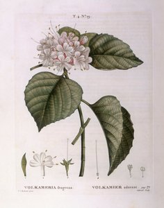 Volkameria fragrans, planche botanique par Pierre Joseph Redouté - Pierre Joseph Redouté