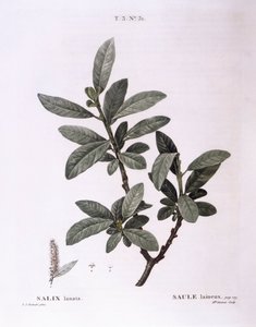 Saule laineux (Salix lanata), planche botanique par Pierre Joseph Redouté - Pierre Joseph Redouté