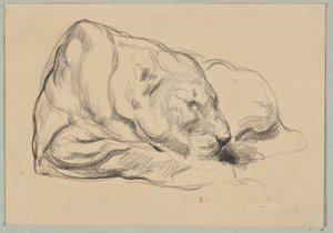 Lionne couchée - Pierre Andrieu