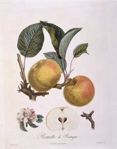 Pomme (Malus domestica), variété Bourgogne, planche botanique par Pierre Antoine Poiteau