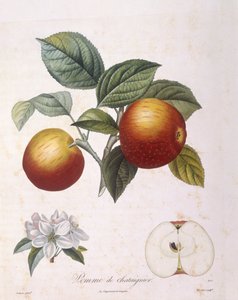 Pomme "Pomme de châtaignier", planche botanique par Pierre Antoine Poiteau