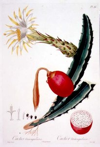 Cactus Triangularis, planche 26 de 