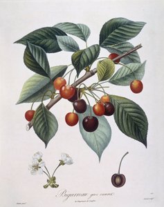 Cerisier (Prunus avium) "Bigarreau", planche botanique par Pierre Antoine Poiteau