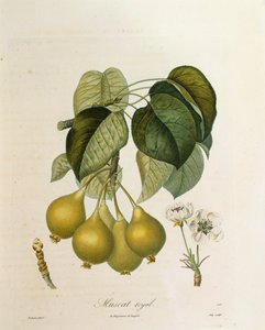 Abricot Muscat Royal par Antoine Poiteau