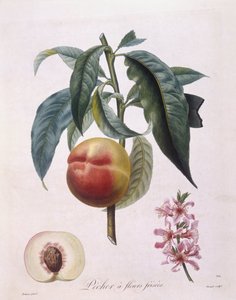 Pêche (Prunus persica batsch), planche botanique par Pierre Antoine Poiteau - Pierre Antoine (after) Poiteau