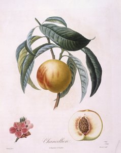 Pêche "Chancelliere", planche botanique par Pierre Antoine Poiteau - Pierre Antoine (after) Poiteau