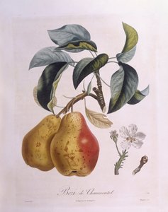 Poire "Bezi de Chaumontel", planche botanique par Pierre Antoine Poiteau - Pierre Antoine (after) Poiteau