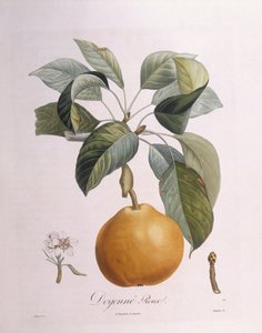 Poire "Doyenné roux", planche botanique par Pierre Antoine Poiteau - Pierre Antoine (after) Poiteau