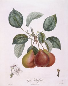 Poire "Gros Rousselet", planche botanique par Pierre Antoine Poiteau - Pierre Antoine (after) Poiteau