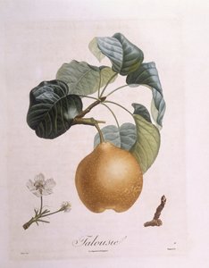 Poire "Talousie", planche botanique de Henry Louis Duhamel du Monceau par Pierre Antoine Poiteau - Pierre Antoine (after) Poiteau