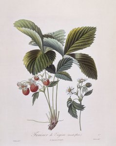 Fraise de Virginie (Fragaria virginiana), Henry Louis Duhamel du Monceau, planche botanique par Pierre Antoine Poiteau - Pierre Antoine (after) Poiteau
