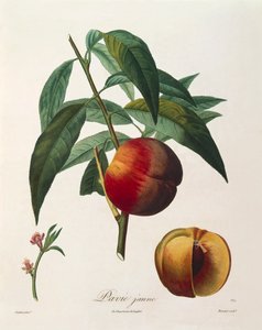 Pêche jaune (Pavie Jaune) par Antoine Poiteau - Pierre Antoine (after) Poiteau