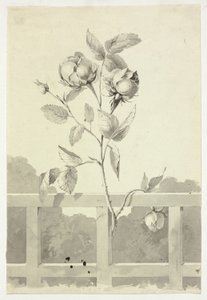 Rose - Pierre Antoine Mongin