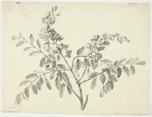 La branche fleurie - Pierre Antoine Mongin