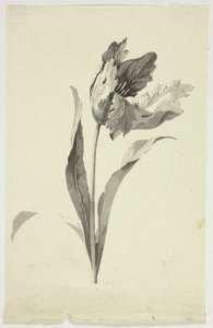 Tulipe