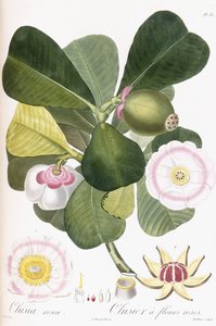 Clusia rosea, Clusier à fleurs roses, 1808-1828 - Pierre Antoine Poiteau