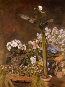 Arum et plantes de serre