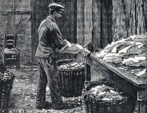 Cuir : fente des peaux de lapin pour faire du cuir Gravure tirée de 