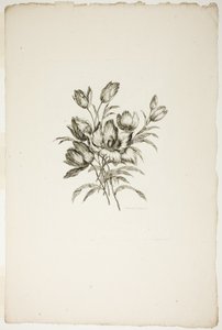 Bouquet avec tulipes, de Collection de différents bouquets de fleurs, inventé et dessiné par Jean Pillement et gravé par P. C. Canot - Pierre Charles Canot