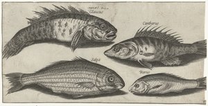 Poisson