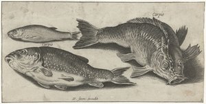 Trois carpes - Pierre Firens
