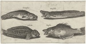 Morue à fourche, perche dentée, blennie cornue et un poisson noir - Pierre Firens