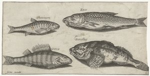 Carpe, vairon, poisson-chat et perche (Vissen, Piscivm vivae icones)