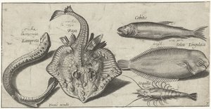 Raie, lamproie, crevette et deux autres poissons (Poissons) - Pierre Firens