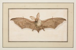 Oreillard brun, vers 1755-65