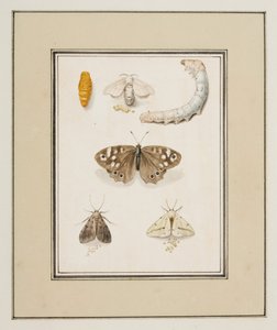 Papillons, Mites et Chenilles, c.1755-65 - Pierre Francois Ledoulx