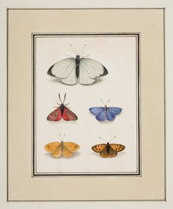 Papillons, vers 1755-65 - Pierre Francois Ledoulx