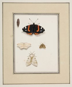 Papillons, c.1755-65