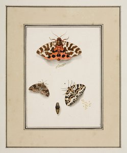 Papillons, vers 1755-65 - Pierre Francois Ledoulx