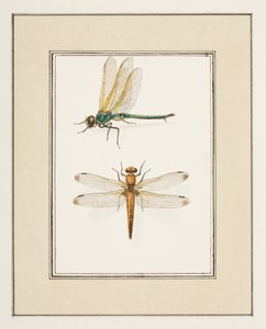 Libellules, vers 1755-65 - Pierre Francois Ledoulx