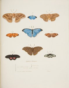 Papillons étrangers, vers 1755-65 - Pierre Francois Ledoulx