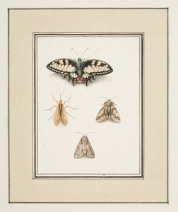Papillon Machaon, éphémère et deux papillons de nuit, c.1755-65 - Pierre Francois Ledoulx