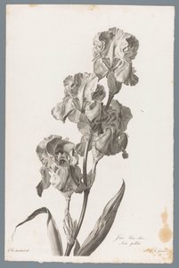 Iris dalmatien - Pierre François Legrand