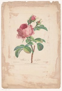 Rose à cent feuilles - Pierre François Legrand