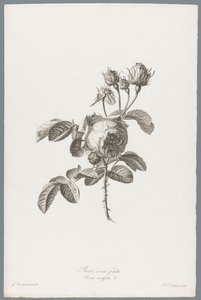 Rose à cent feuilles - Pierre François Legrand