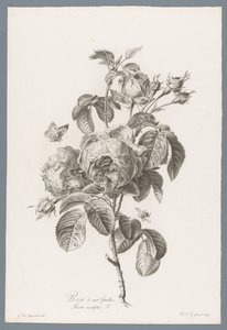 Rose à cent feuilles - Pierre François Legrand