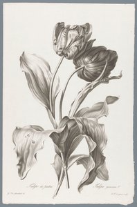 Tulipe - Pierre François Legrand