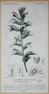 Acanthus Mollis, c.1820 - Pierre Jean Francois (after) Turpin