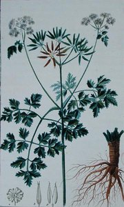 Planche botanique représentant le cerfeuil, de 