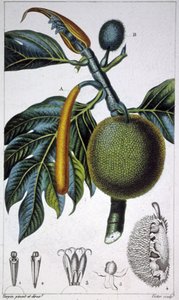 Fruit à pain