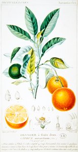 Citrus Aurantium ou Orange de Séville, vers 1820 - Pierre Jean Francois (after) Turpin